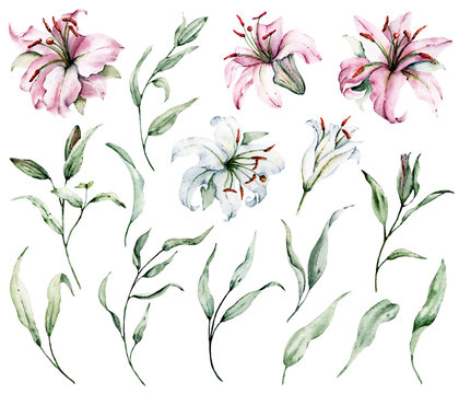 Watercolor flowers lilies and green leaves set. Floral illustrations isolated on white background. Hand drawing. Perfectly for wedding, birthday, party, other greetings design. 