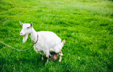 White goat on the grass. Domestic animals in the nature.