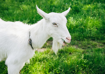 Obraz premium White goat on the grass. Domestic animals in the nature.