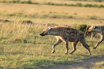 Naklejka na ściany i meble Spotted hyena walking and looking, Masai Mara National Park, Kenya.