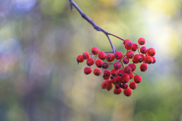 the fruits of autumn mountain ash in selna blue blurred bokeh