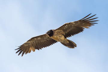 Obraz premium isolated juvenile bearded vulture (gypaetus barbatus) in flight