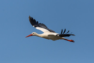 close-up isolated flying white stork (ciconia ciconia) in blue sky