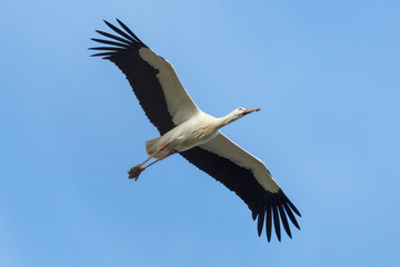 white stork (ciconia ciconia) with mud on feet flying