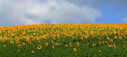 a field of sunflowers