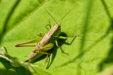 grasshopper sits in the grass.