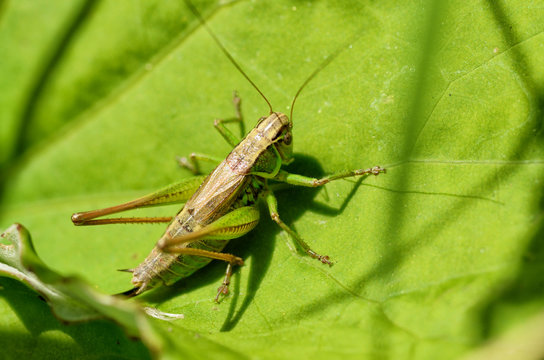 grasshopper sits in the grass.