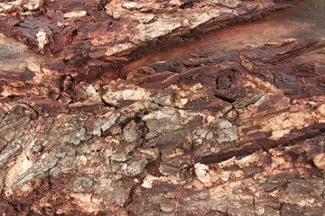 Brown tree bark texture
