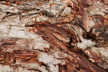 Brown tree bark texture