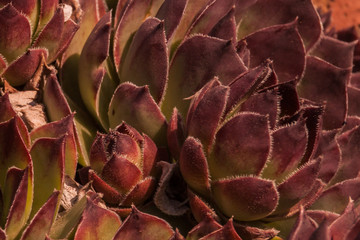 Fototapeta premium eco friendly background. Succulents in the wild close up. Trendy home indoor plants in a modern style. landscaped garden design in eco style.