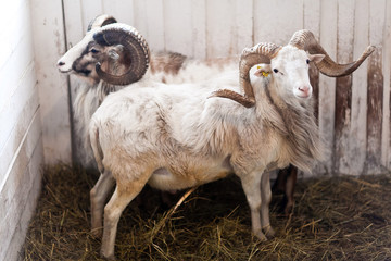 two rams stand in a corral for livestock