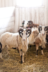 two rams stand in a corral for livestock