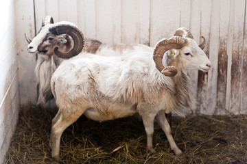 two rams stand in a corral for livestock