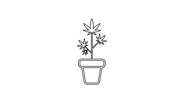 Black Medical marijuana or cannabis plant in pot line icon on white background. Marijuana growing concept. Hemp potted plant. 4K Video motion graphic animation