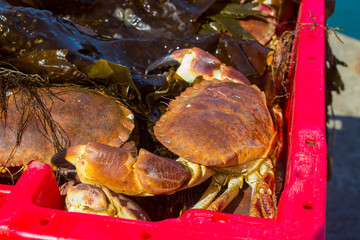 Live edible crabs in a fish box on the quayside at Ardglass Northern Irelands Harbour in Northern 
