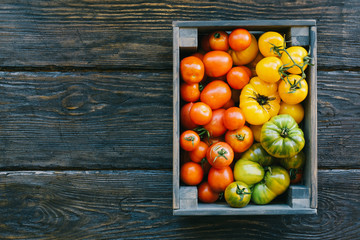 Colorful ripe organic tomatoes on dark rustic table. Fall heirloom. Food background, close up view, flat lay