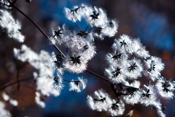 秋の湖畔で朝の光を浴びて輝く