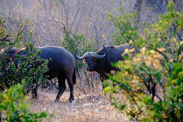 Buffaloes in Mana Pools National Park, Zimbabwe