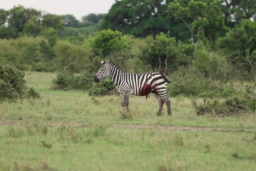Fototapeta na wymiar Injured zebra, Masai Mara National Park, Kenya.