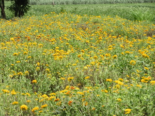 Obraz premium Indian yellow flower (zendu farm) 