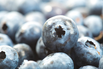 Close-up of raw blueberries after harvest