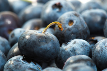 Close up of raw fresh blueberries after harvest
