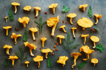 Chanterelles forest mushrooms on gray background. Creative layout. Flat lay