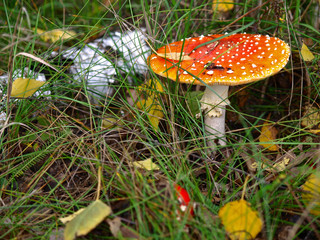 An autumn Mashroom season and picking. Fly-agaric (Amanita) macro, close-up. Fabulous (Fairy) world of wildlife