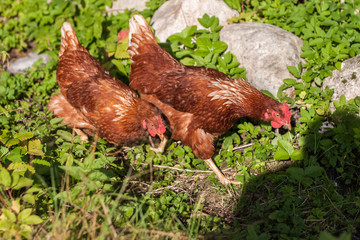 Brown the chicken grazed on grass and eat the delicious juicy grass which would then carry organic eggs