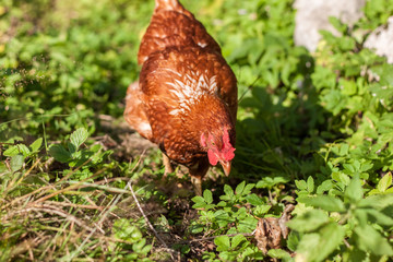 Brown the chicken grazed on grass and eat the delicious juicy grass which would then carry organic eggs