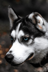 Husky dark