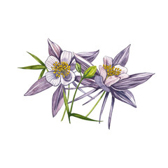 Double Columbine flowers. Collection of hand drawn flowers and plants. Watercolor set of flowers and leaves, hand drawn floral illustration isolated on a white background. Collection garden and wild