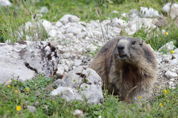 Curious alpine brown marmot near the burrow  