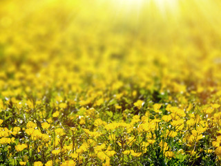 Fototapeta premium Buttercup flower field in sunlight, selective focus in front