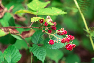 Branch of Blackberry wild berry, close up