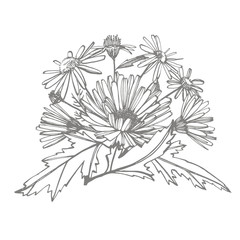 Chamomile. Collection of hand drawn flowers and plants. Botany. Set. Vintage flowers. Black and white illustration in the style of engravings