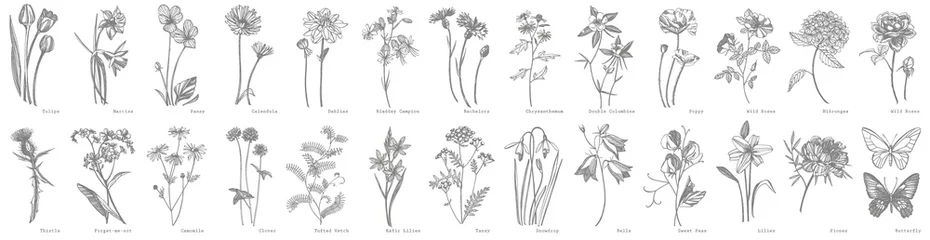 Poster Collectie van handgetekende bloemen en kruiden. Botanische plant illustratie. Vintage geneeskrachtige kruiden schets set inkt hand getrokken medische kruiden en planten schets © asetrova