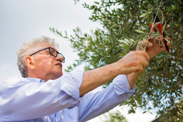 Portrait of an older caucasian man with eyeglasses and shirt pruning an olive tree in his garden on a sunny day.