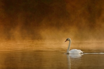 Swan in the Morning © Gottfried