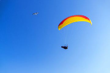 Paraglider and bird on the background of blue sky, freedom concept.