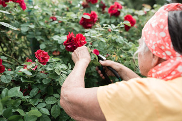 Gardening concept - gardener from behind in sunny garden planting red roses. Senior woman 80 years old in garden