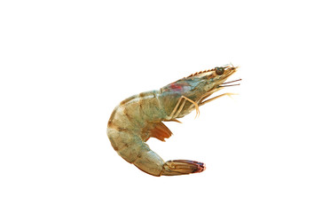 One Shrimp on white background.