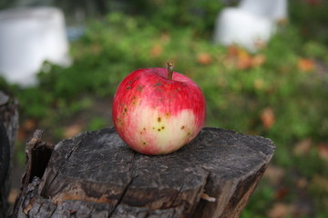 red apple on a tree