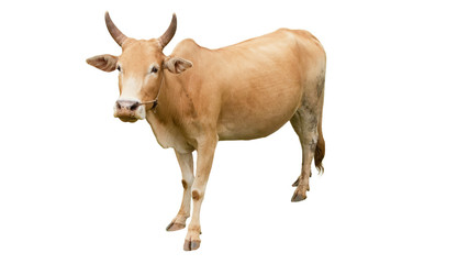 Thai cow isolated if on a white background                              
