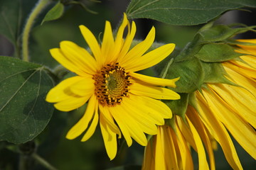 closeup of sunflower
