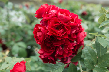 A beautiful blooming bush of red rose in the spring garden. Gardening concept