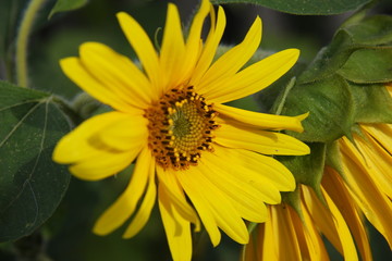 closeup of sunflower