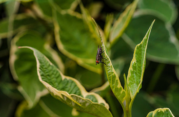 A fly sits on a young leaf of a bush