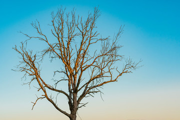 Dried tree without leaves against the evening sky