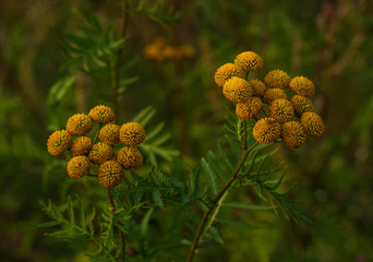 Tansy flowers on a dark background in the late evening